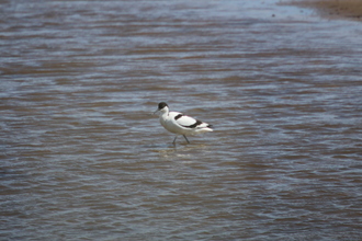 Avocet, Gibraltar Point, June 2015