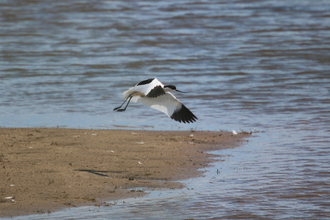 Flying avocet, Gibraltar Point, June 2015