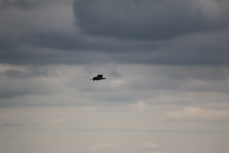 Curlew, Derwent Edge, June 2014