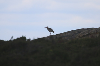 Curlew, Derwent Edge, June 2014