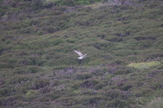Curlew, Derwent Edge, June 2014