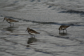 Dunlins, Iceland, July 2007