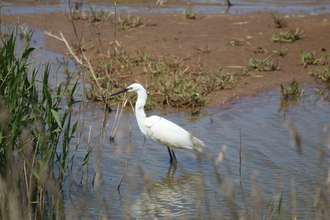 Little Egret, Gibraltar Point, June 2015