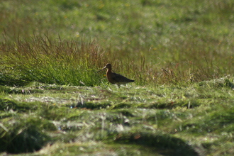 Godwit, Iceland (South Coast), July 2007