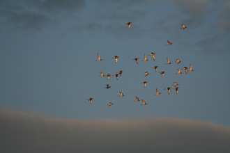 Godwits, Iceland (South Coast)
