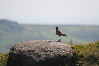 Golden Plover, Stanage Edge, May 2009