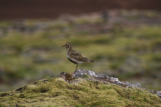 Golden Plover, Þingvellir, Iceland, July 2007