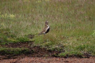 Golden Plover, Þingvellir, Iceland, July 2007