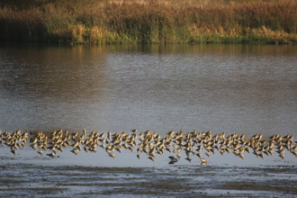 Golden plovers, Old Moor, November 2014