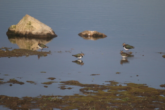 Lapwings, Old Moor, November 2014