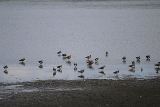 Lapwings, Godwits, Dunlins, Old Moor, August 2015