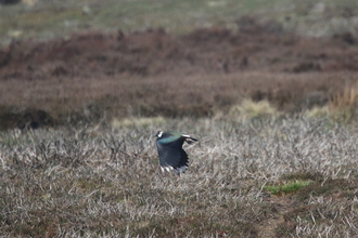 Lapwing, Derwent Edge, April 2015