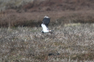 Lapwing, Derwent Edge, April 2015