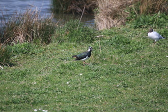 Lapwing, Old Moor, April 2015