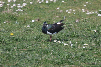 Lapwing, Old Moor, April 2015