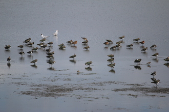 Lapwings, Old Moor, August 2015