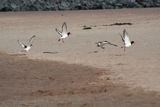 Oyster Catchers, Clashnessie Bay, July 2009