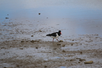 Oyster Catcher, Rutland Water, June 2015