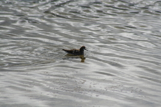 Red-necked Phalarope, Vik, Iceland, July 2007