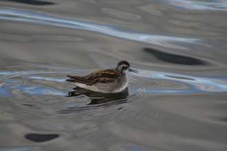 Phalarope, Mývatn, Iceland, August 2007