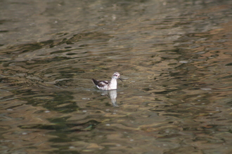 Phalarope, Akureyri, Iceland, August 2007