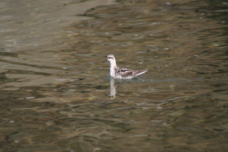 Grey Phalarope, Akureyri, Iceland, August 2007