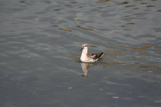 Grey Phalarope, Akureyri, Iceland, August 2007