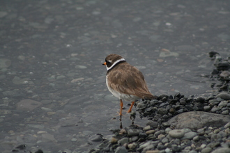 Ring Plover, Jökulsarlón, Iceland, July 2007