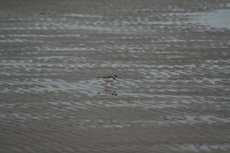 Ring Plover, Kerry, July 2011