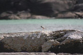 Ring Plover, Sanna, August 2012