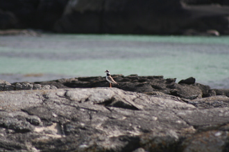 Ring Plover, Sanna, August 2012