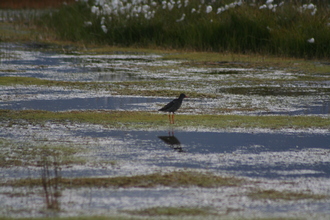 Redshank, Iceland (NE coast), July 2007