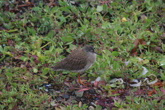 Redshank, Iceland (NE Coast)