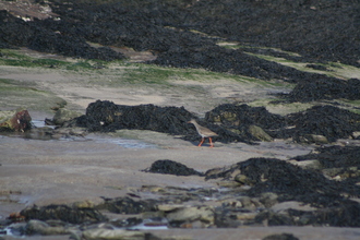 Redshank, Bamburgh, March 2013