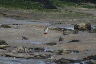 Redshank, Bamburgh, March 2013