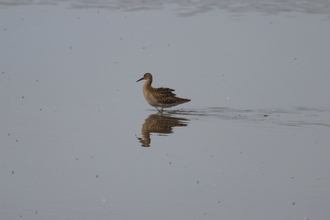 Ruff, Blacktoft Sands, August 2015