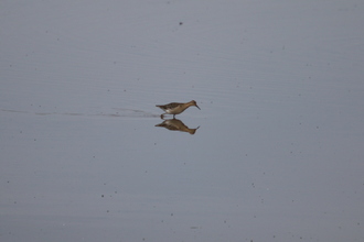 Ruff, Blacktoft Sands, August 2015