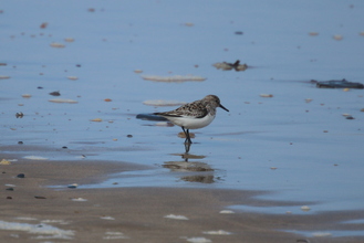 Sanderling Bamburgh, May 2014