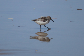 Sanderling, Seahouses, May 2014