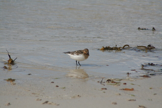 Sanderling, Faraid Head