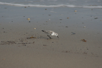 Sanderling, Bamburgh, March 2013