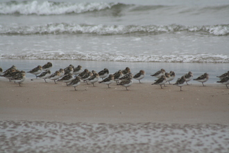 Sanderlings, Inch Beach, Dingle Peninsula