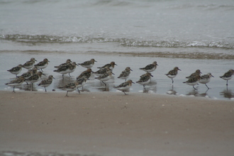 Sanderlings, Inch Beach, Dingle Peninsula