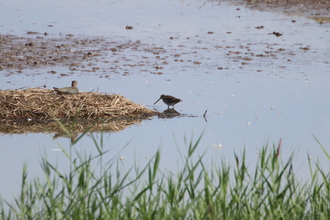 Snipe and lapwing, Blacktoft Sands, August 2015