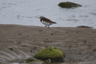 Turnstone, Near Seahouses, May 2014