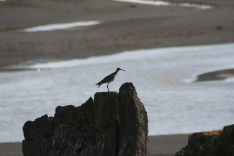 Whimbrel, Iceland, July 2007