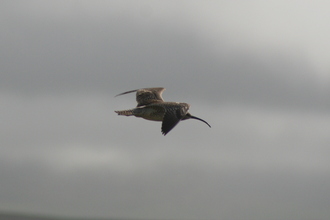 Whimbrel, Iceland, August 2007