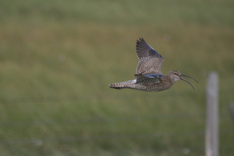 Whimbrel, Iceland, August 2007
