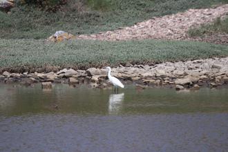 Egret