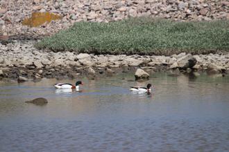 Shelducks